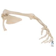 Arm met scapula en clavicula