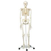 Standaard skelet