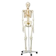 Flexibel skelet