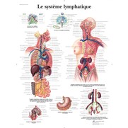 Lymfesysteem