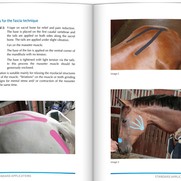 Kinesiologie taping bij paarden