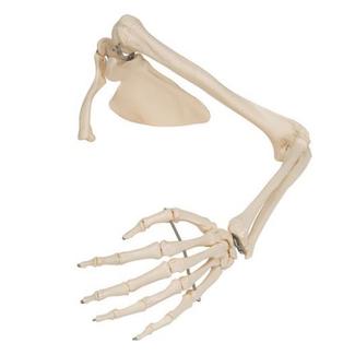 Bras avec scapula et clavicule