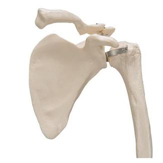 Bras avec scapula et clavicule