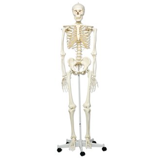 Squelette standard
