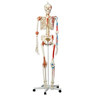 Squelette de Luxe