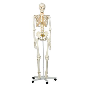Squelette flexible
