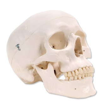 Crâne classique