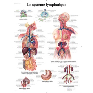 Système lymphatique