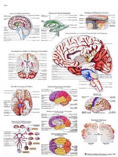 Le cerveau