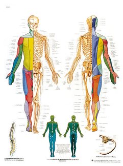 Les nerfs spinaux