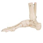 Afbeeldingen van Voet en enkel