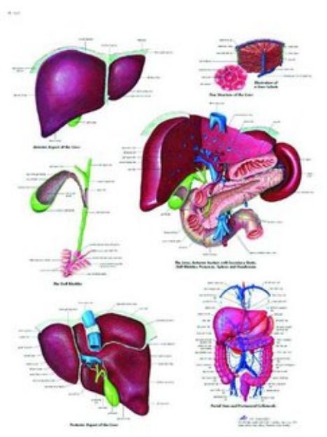 Afbeeldingen van Lever